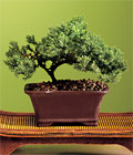ankara etlik ieki bonsai bitkisi minyatr aa