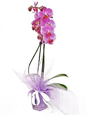 saks bitkisi 1 dal orkide ankara ukurambar ieki 